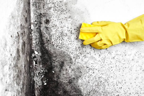 Best Biohazard Mold Removal  in Thermalito, CA